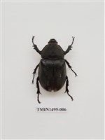 藏品(獨角仙)的圖片